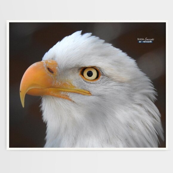 NobleCaptures Other - 16x20 Bald Eagle Closeup Photography Oil Painting Art Poster‎